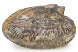 Jurassic Ammonite Fossil - Sengenthal, Germany #383606-1